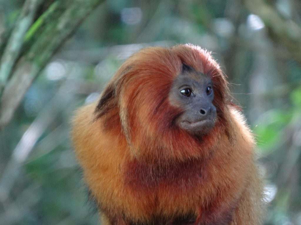 Campanha para proteção dos macacos. Foto: mico-leão-dourado 