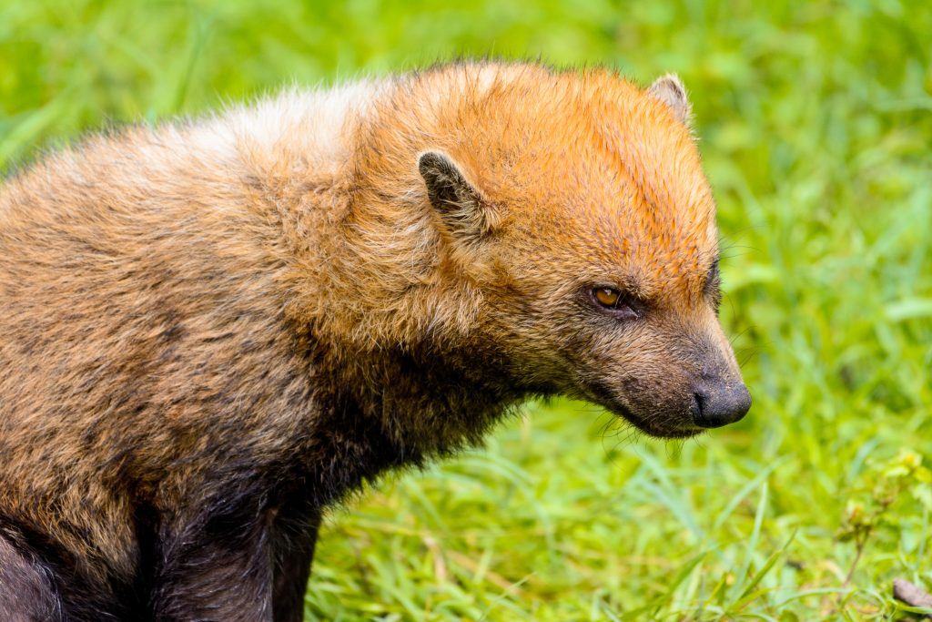 Cachorro-vinagre de perfil. Cachorro selvagem de quase 1 metro com pelagem marrom-avermelhada, sendo mais clara na cabeça e região dorsal. Ele tem pernas e caudas curtas e orelhas arredondadas.