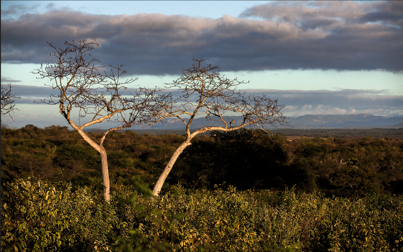 Foto de vegetação típica da Caatinga