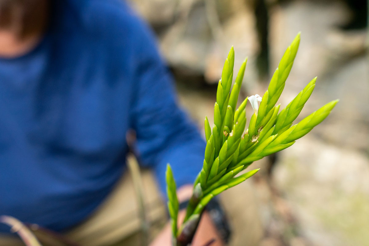 GEF Terrestre financia expedições para a detecção e avaliação de espécies em risco.