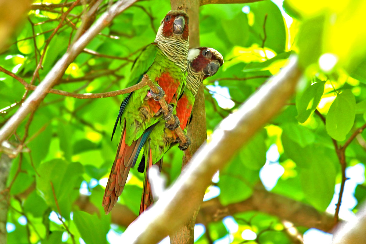 GEF Terrestre promove ações de recuperação de espécies ameaçadas da fauna